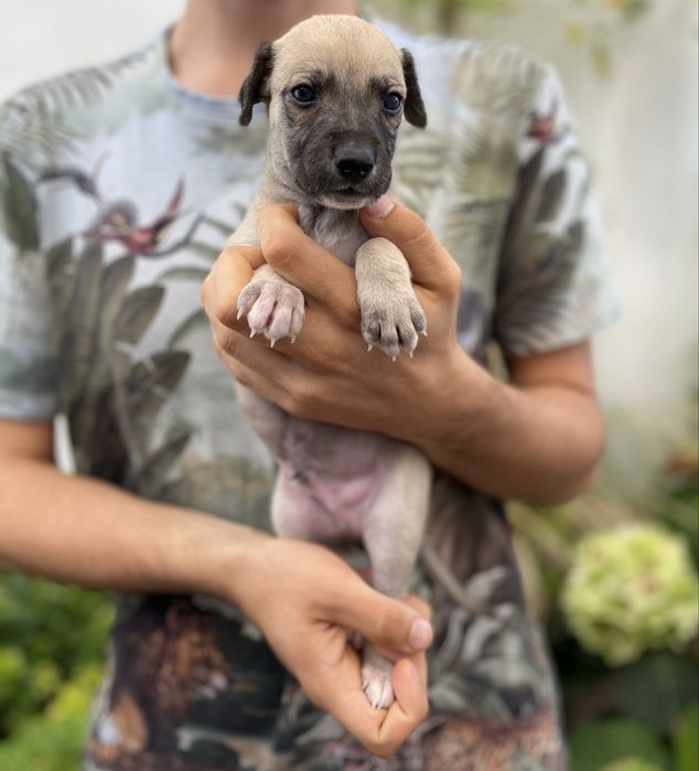 Whippet ZKwP chart angielski extra kolor Revirado FCI
