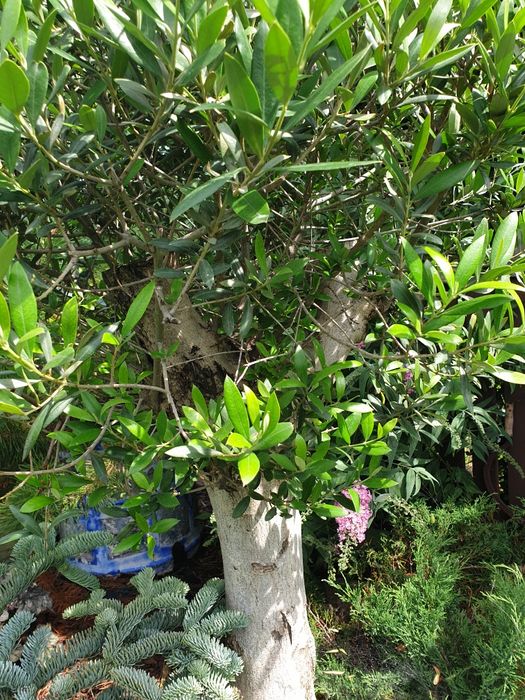 Oliwka europejska duży okaz