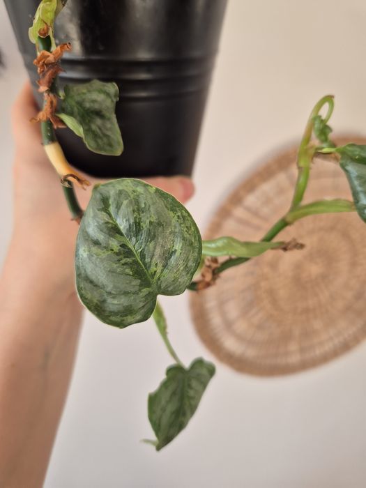 Dwie rośliny philodendrony