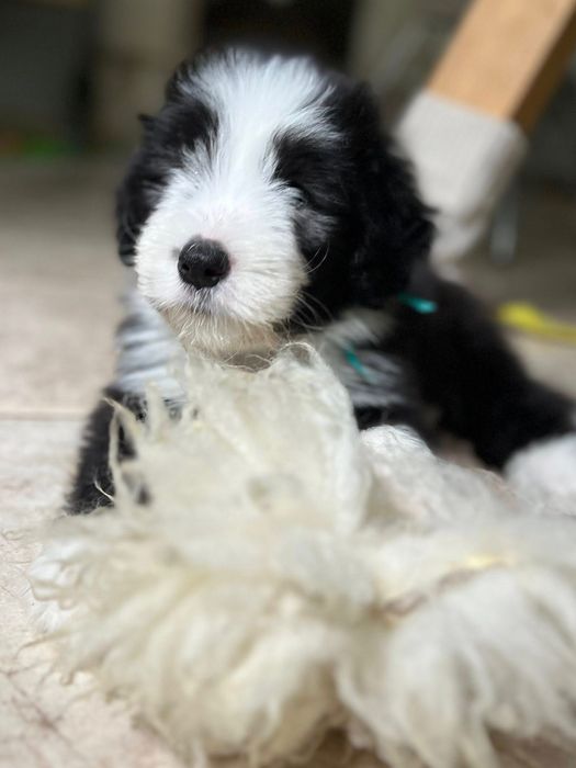 Bearded Collie FCI - piesek