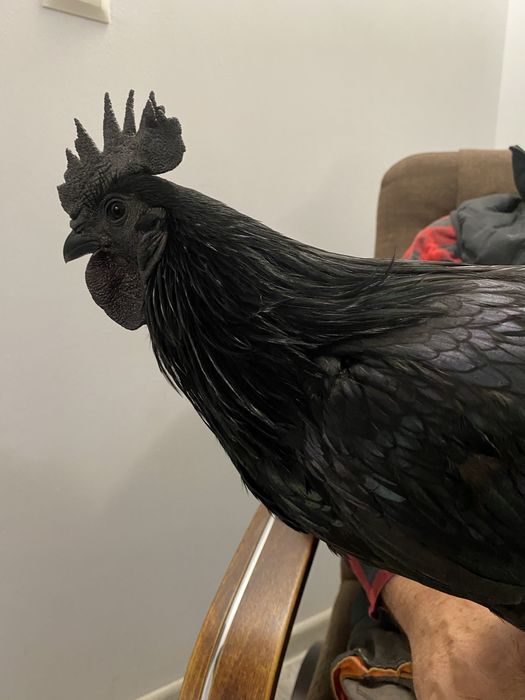 Koguty Ayam Cemani półroczne 4 sztuki