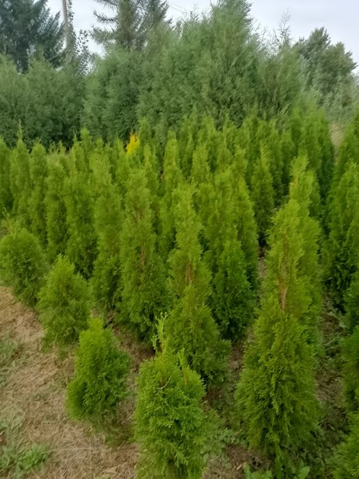 Na sprzedaż TUJE SZMARAGD 90-160cm