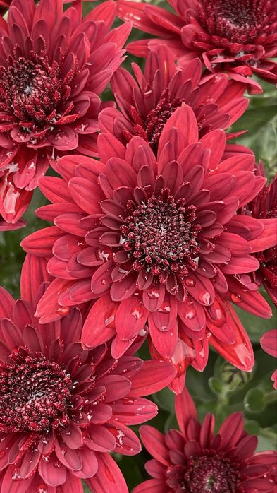 Хризантема мультифлора, Декоративні рослини для саду