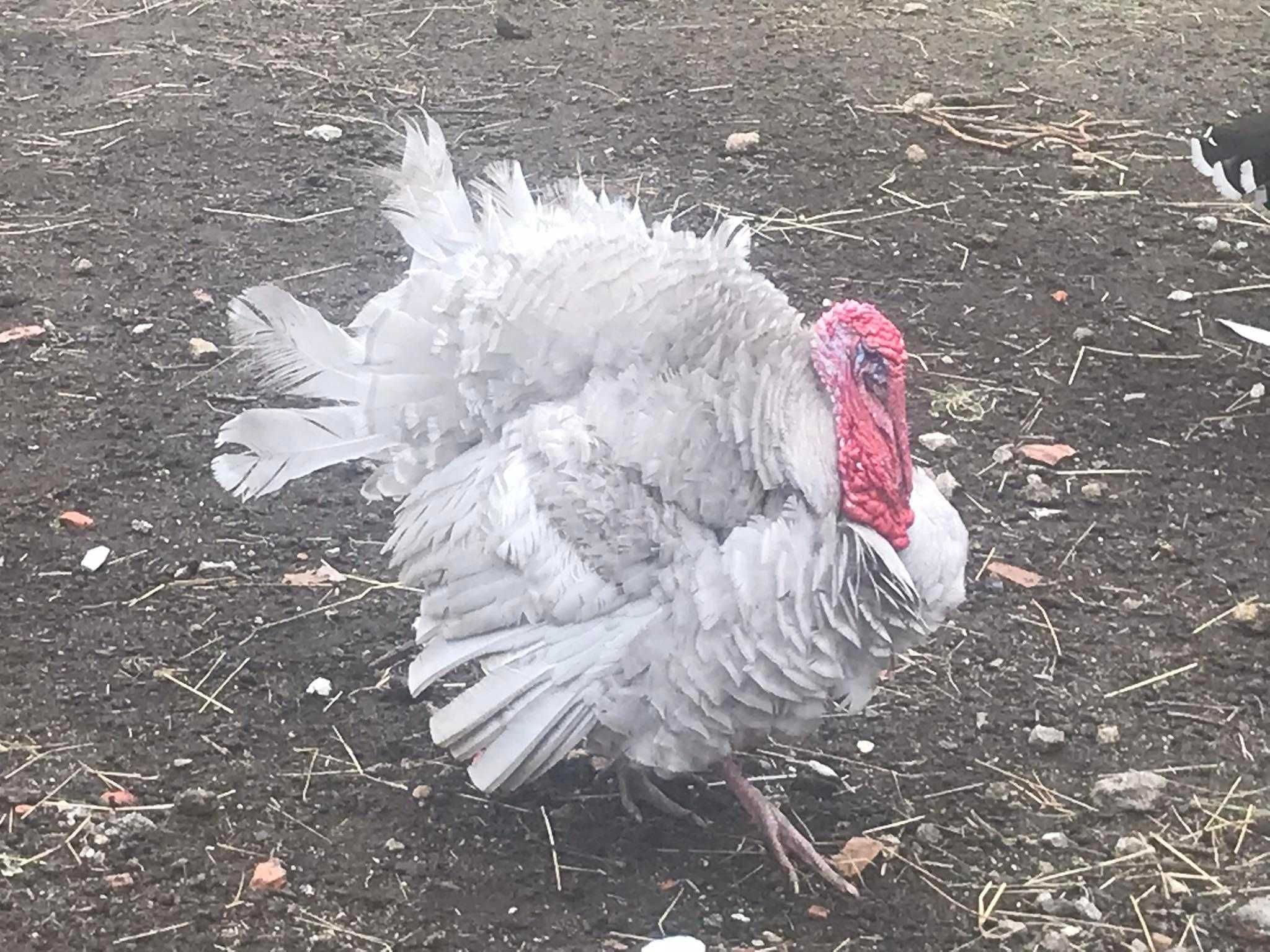 Perus Caseiros Adultos Criados a campo