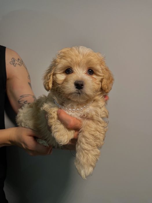 Дівчинка мальтіпу 2 міс