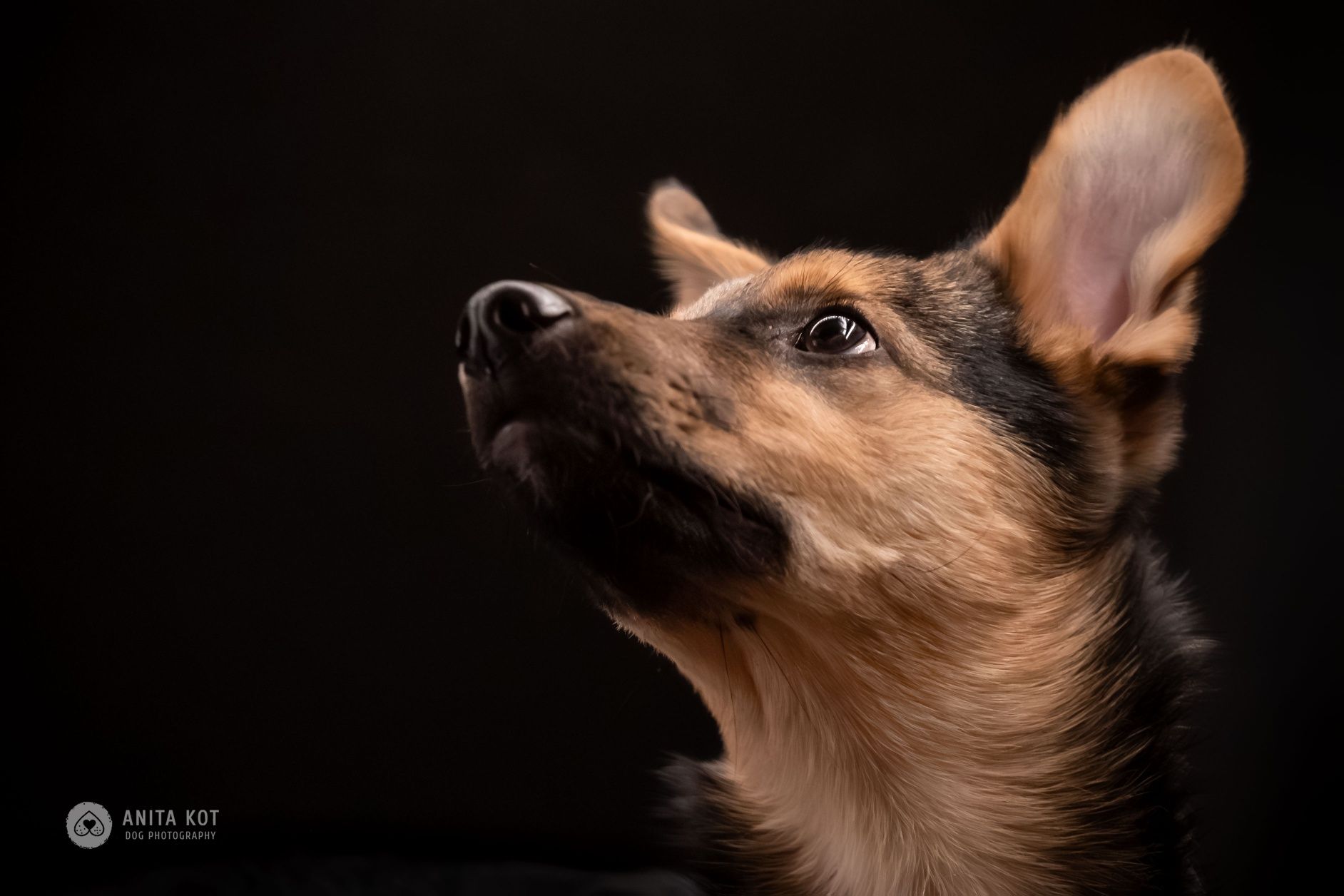 Enzo, wrażliwy szczeniak do adopcji