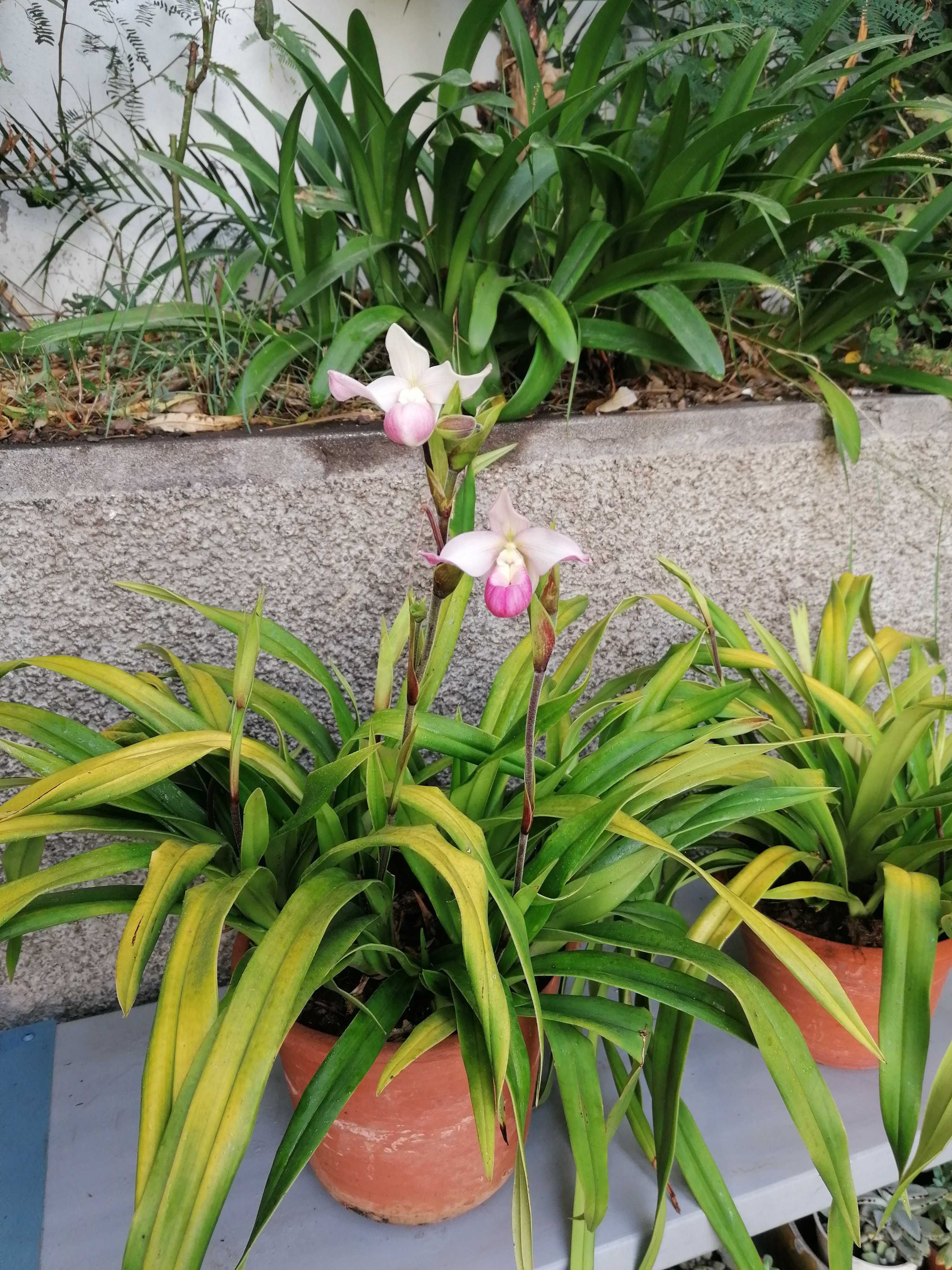 Flores orquídeas à venda
