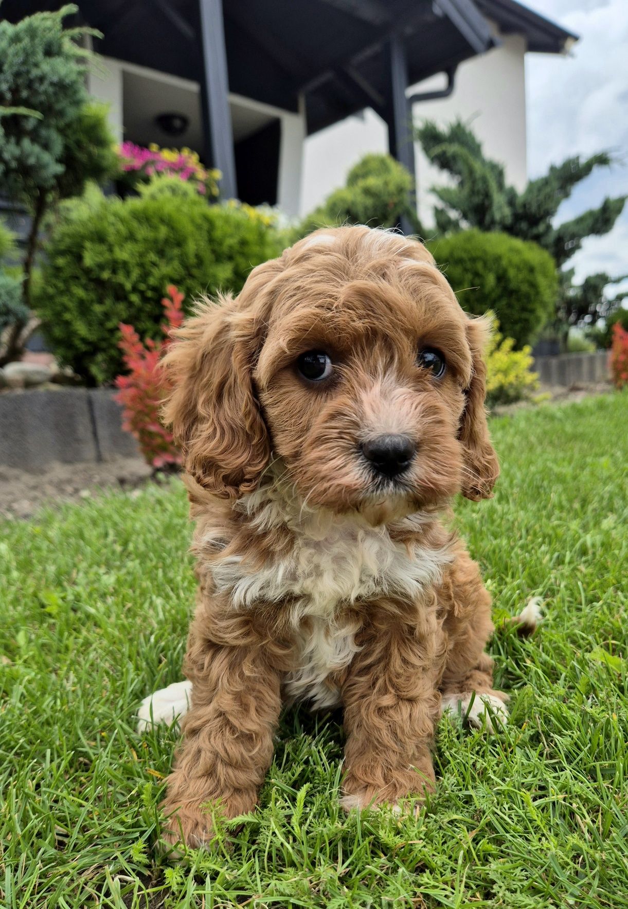 Cavapoo Sunia hybryda ras