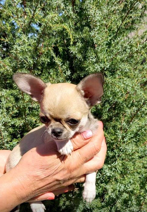 Девочка мини красотка