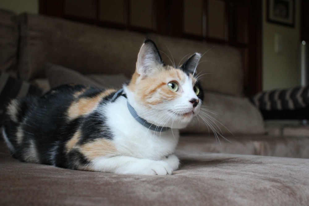 ESTERILIZADA | Gata jovem disponível para adoção responsável