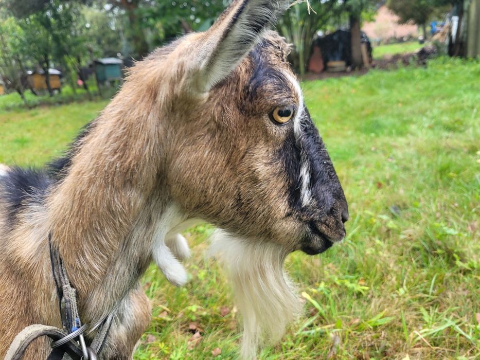 Sprzedam koze wydokomleczna koza