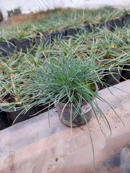 Вівсяниця сиза трава декор