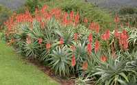 Cacto Aloe arborescens flor vermelha muito bonito par jardim e vaso