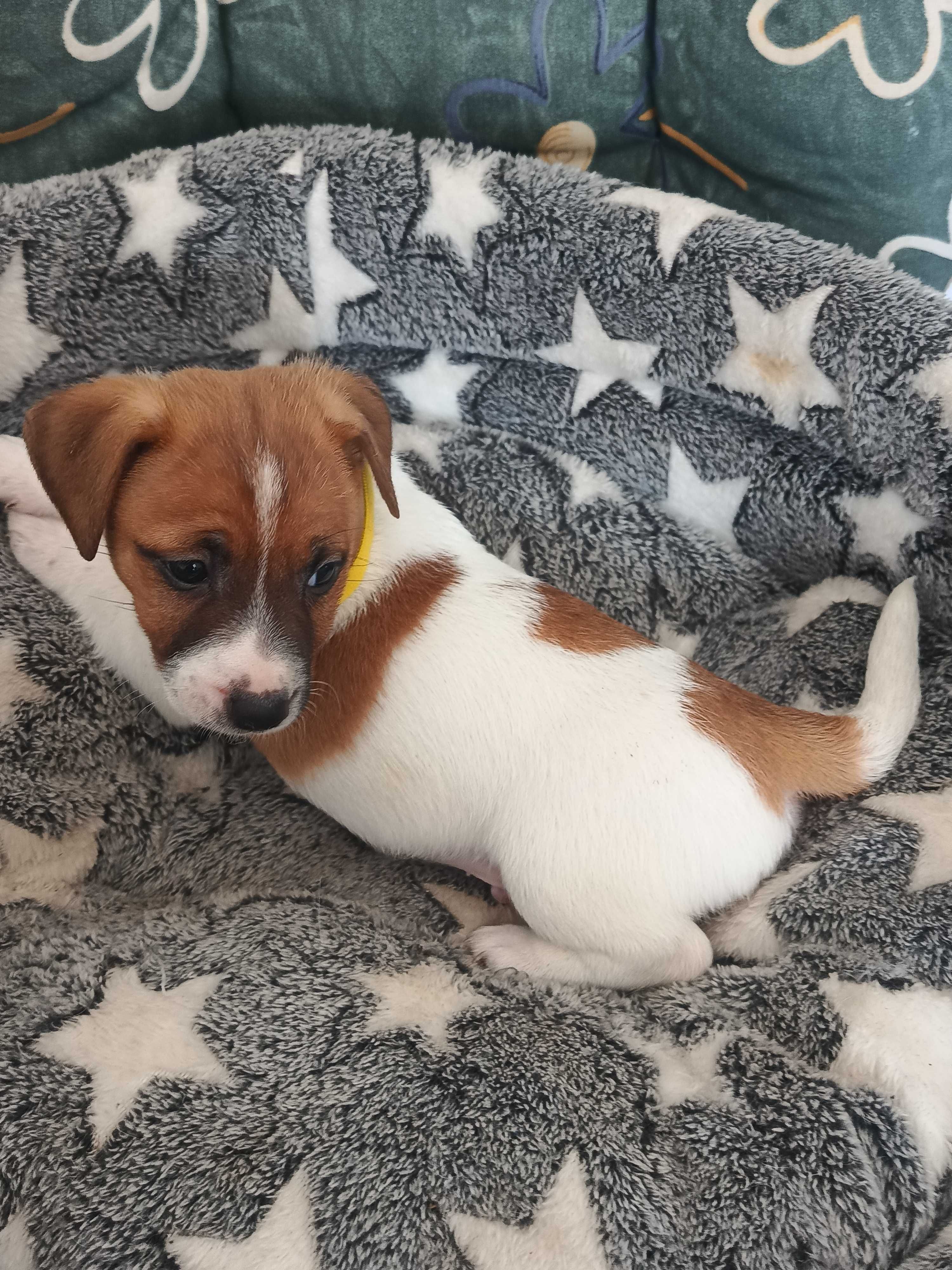 Jack Russell Terrier-Piesek Elton ( gotowy do Odbioru)