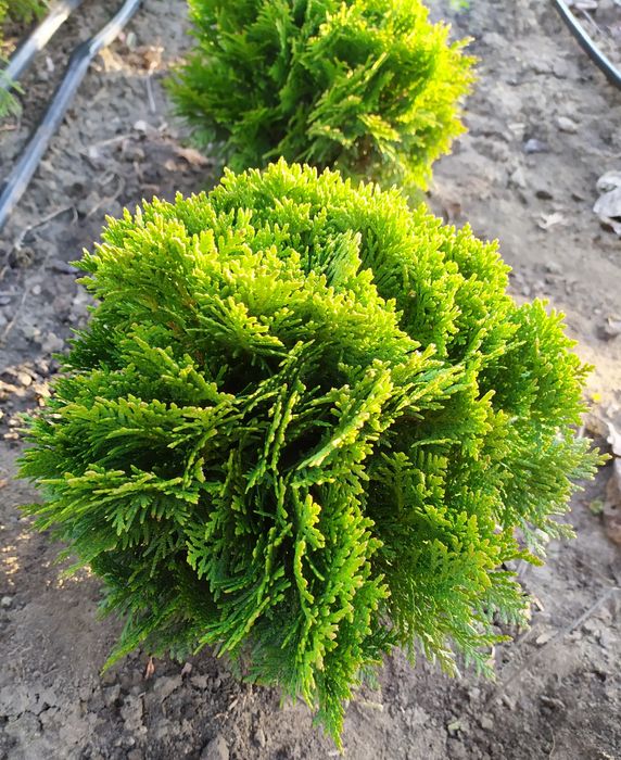 ТУЯ СМАРАГД, Колумна, Ауреа, Даніка,САМШИТ, ЯЛІВЦІ, Листяні кущі, інше