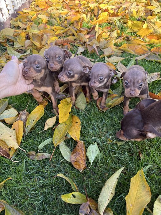 Продам міні Тойчики