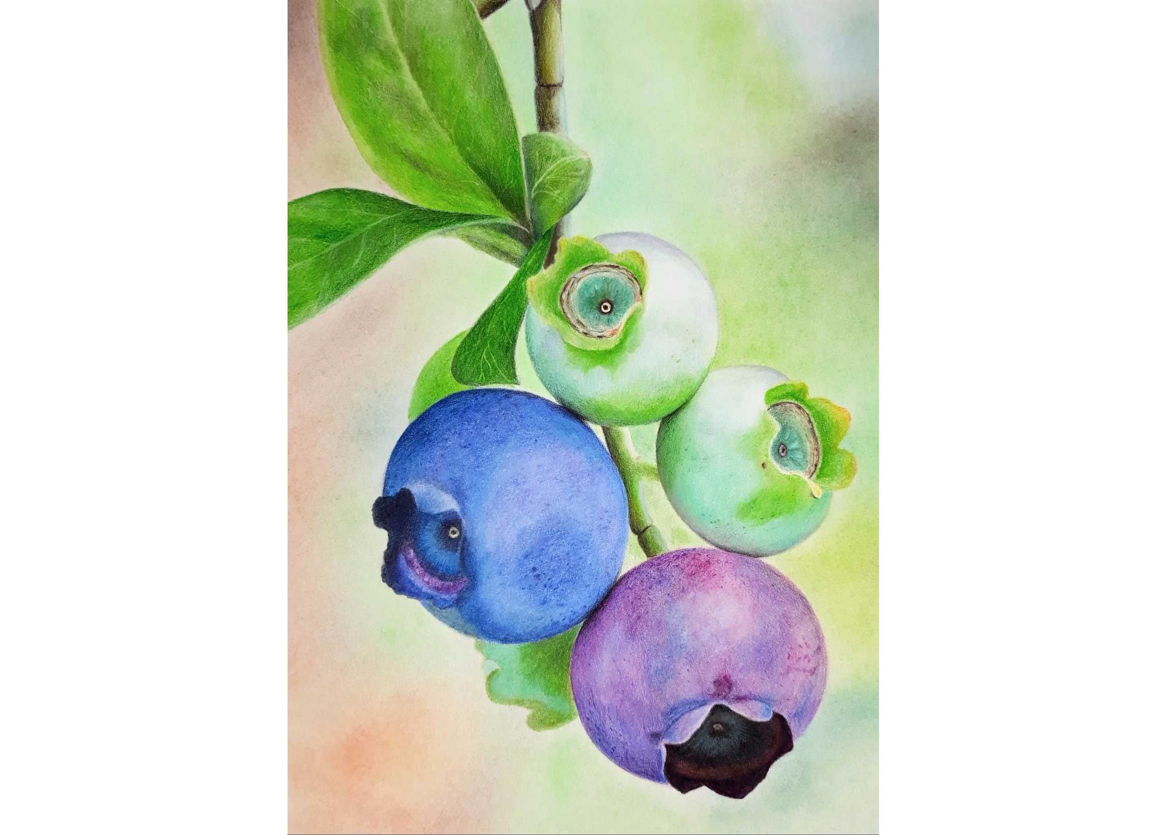 Rysunek kredkami obraz 21x30 martwa natura, borówki