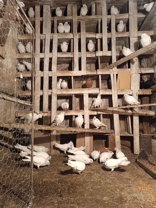 Srebrniaki Jasne wyloty i biało ogony