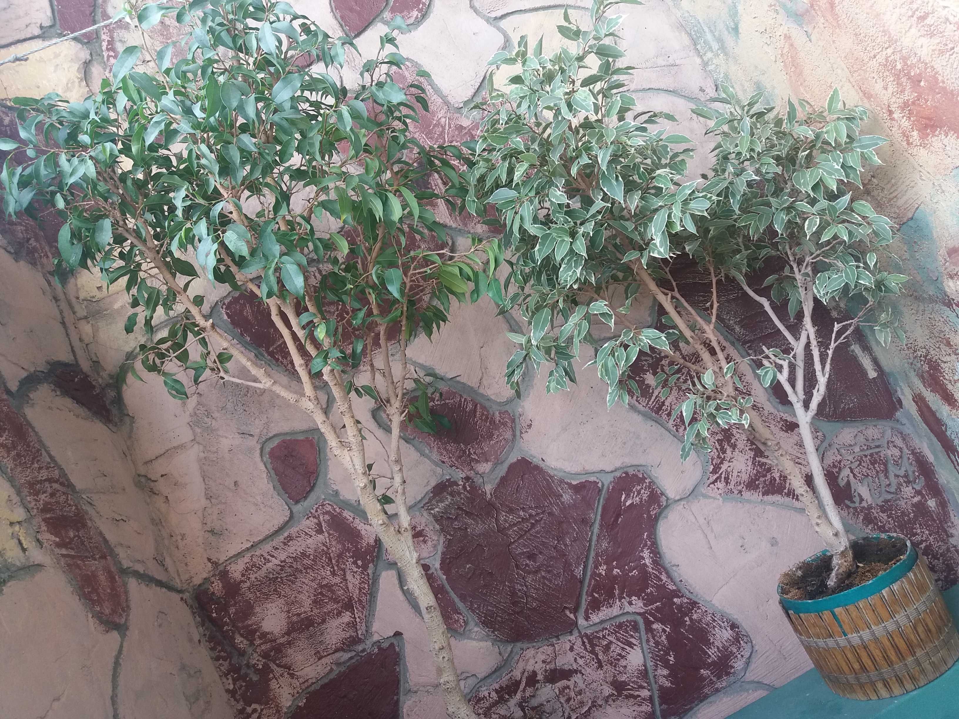 бонсай комнатное карликовое дерево