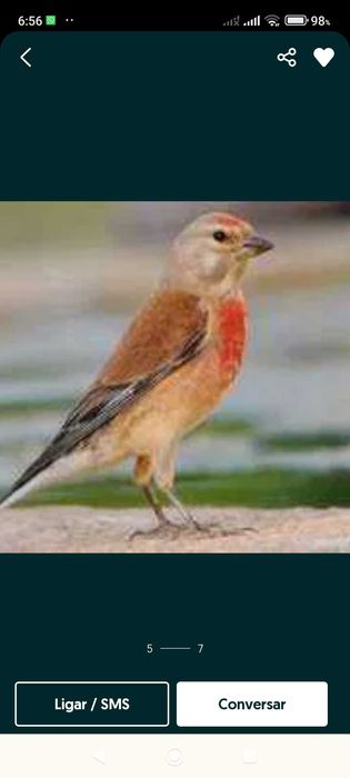 Pintas e tentilhões