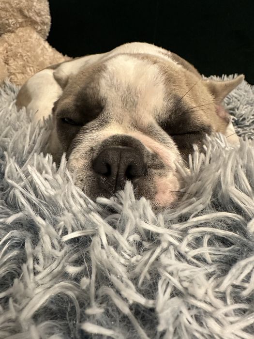 Sprzedam Sunie rasy buldog fancuski