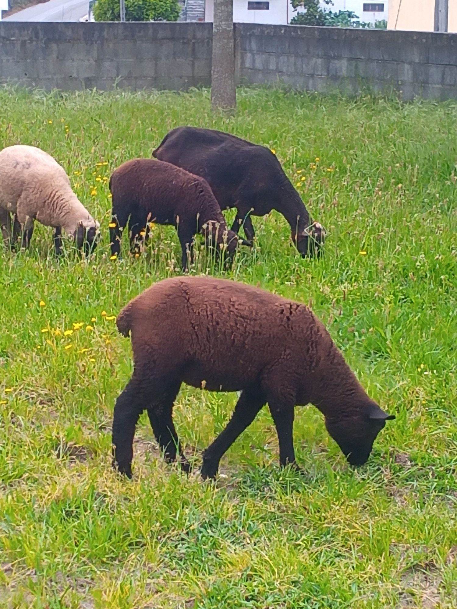 Borregas suffolk x mérito preto