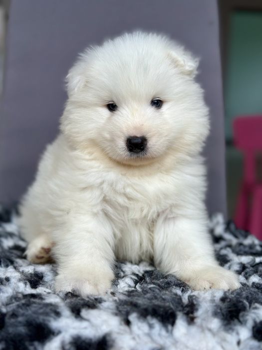 Szczeniak Samoyed