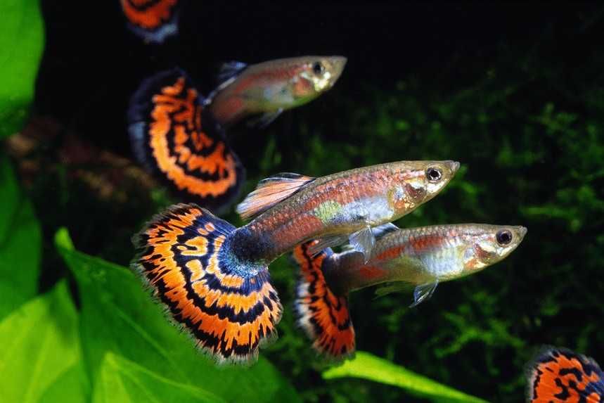 MISIEKZOO Żyworódki - Gupiki Kobra Czerwona / Różne odmiany / Dorosłe