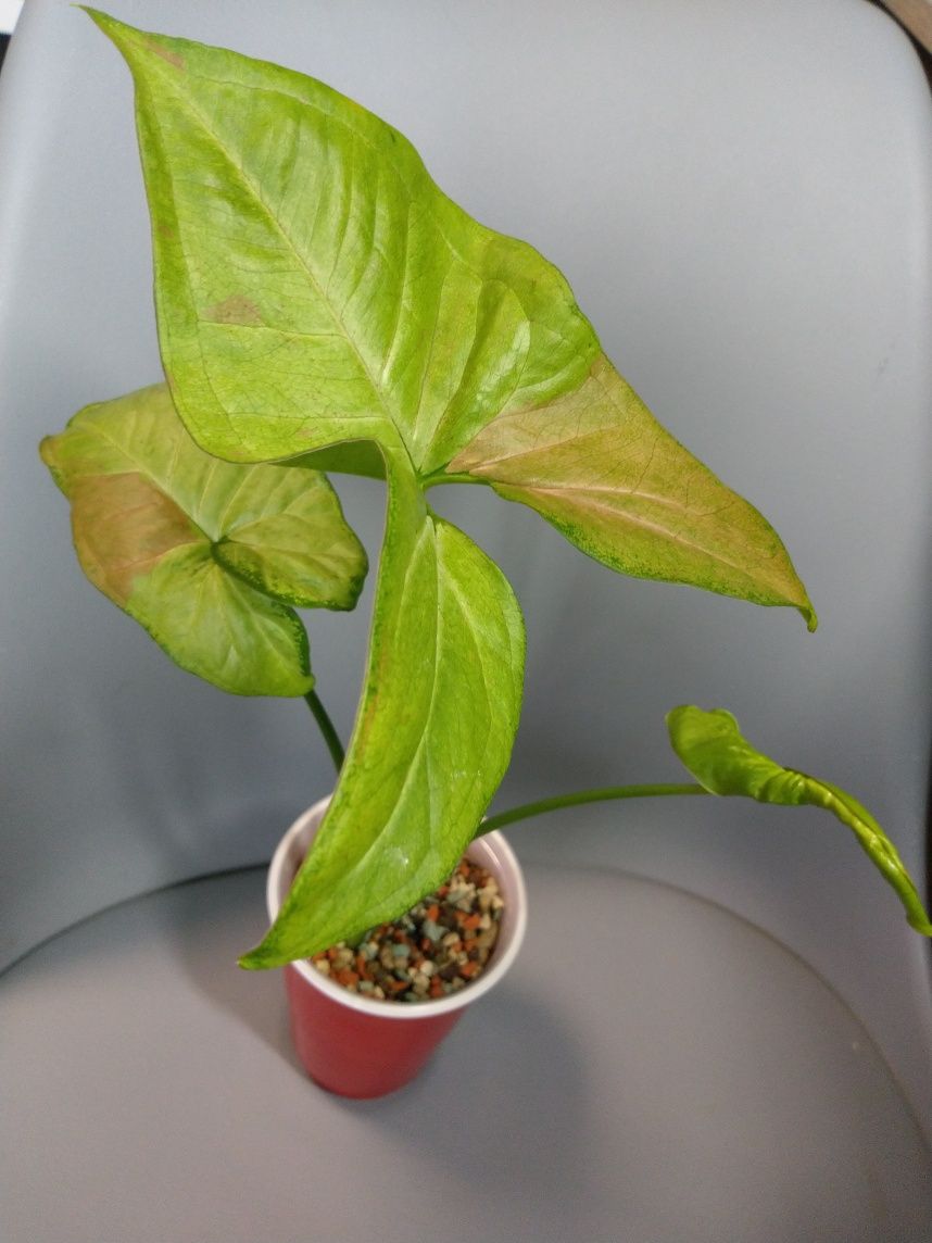 Syngonium Milk Confetti