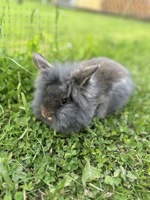 Декоративні кролики