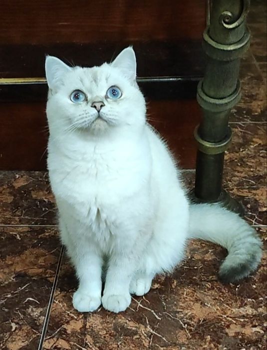 Мальчик шиншиллка поинт