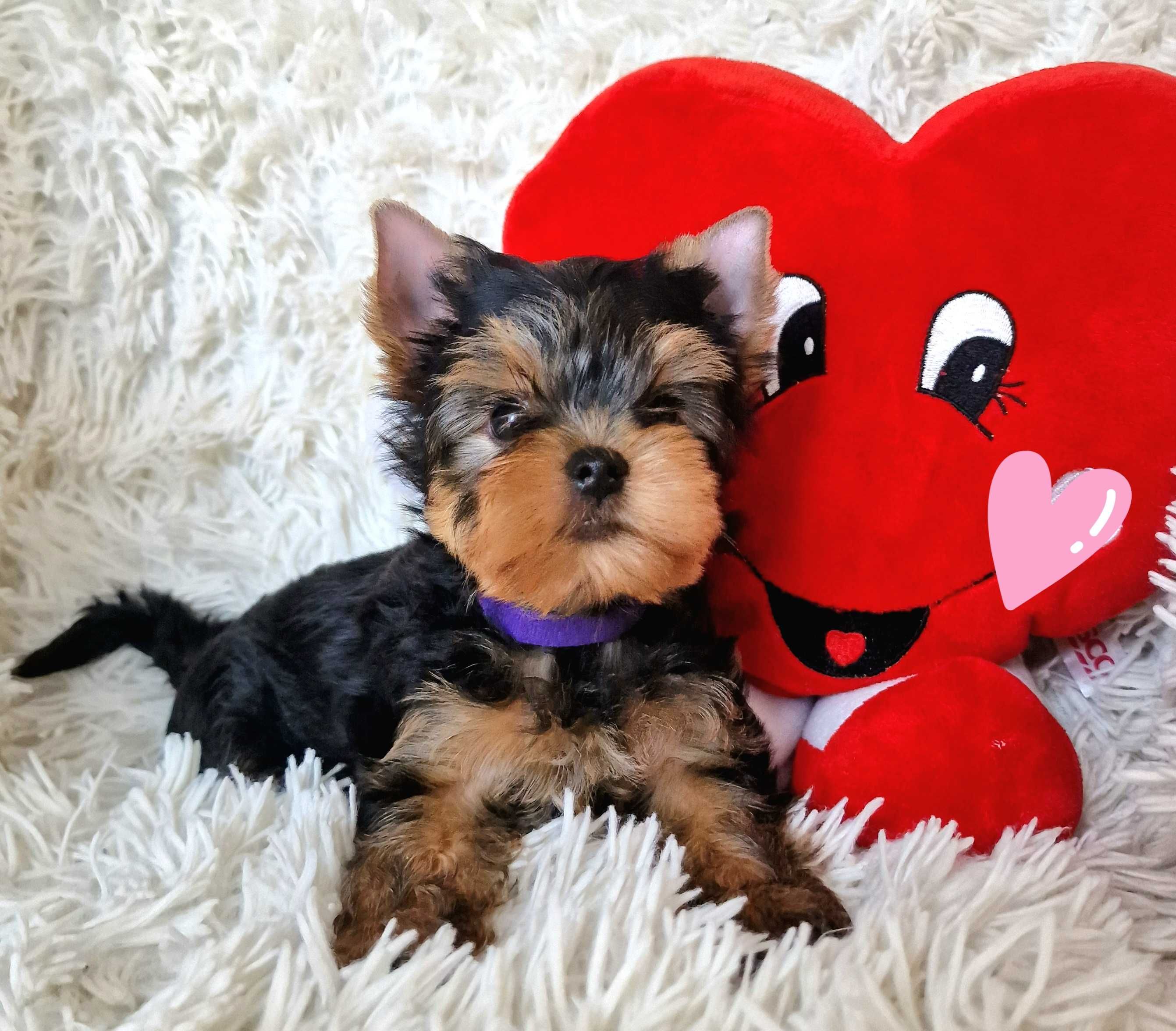 York piękna suczka z PRAWDZIWYM rodowodem, Yorkshire terrier