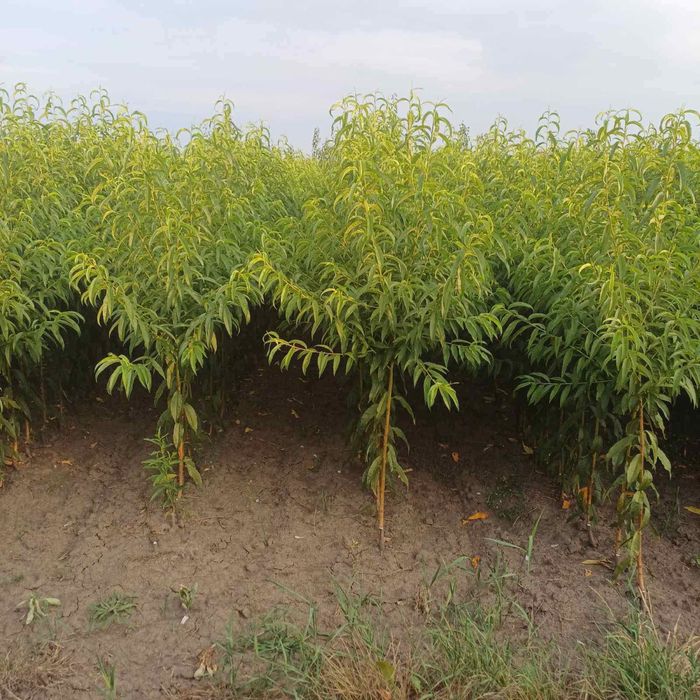 Саджанці Плодових Дерев/ОПТ, Роздріб, Дроп