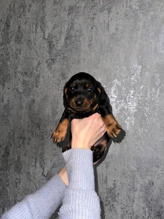 Продаються Цуценята такси