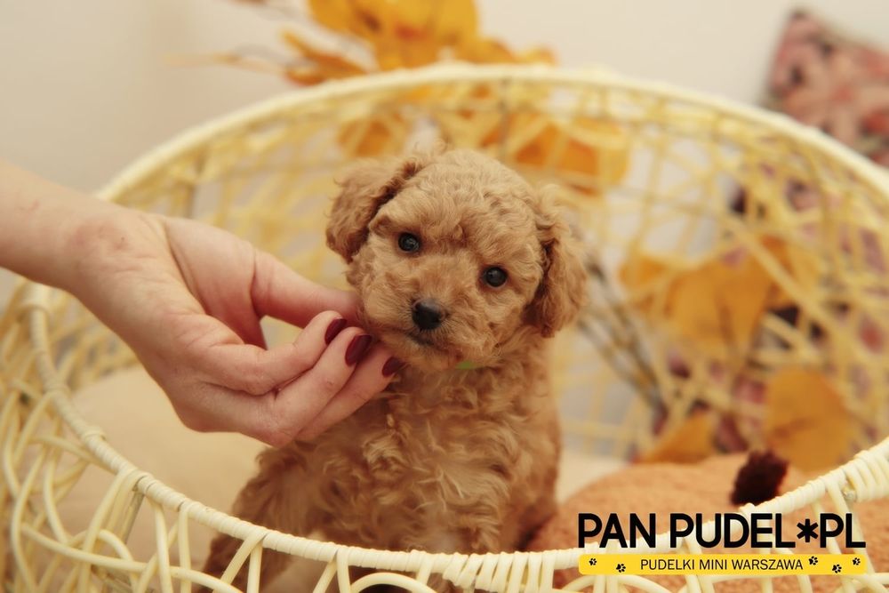 Pudel Toy/Mała Miniaturka Słodka Suczka Płowa Apricot Już Odbiór