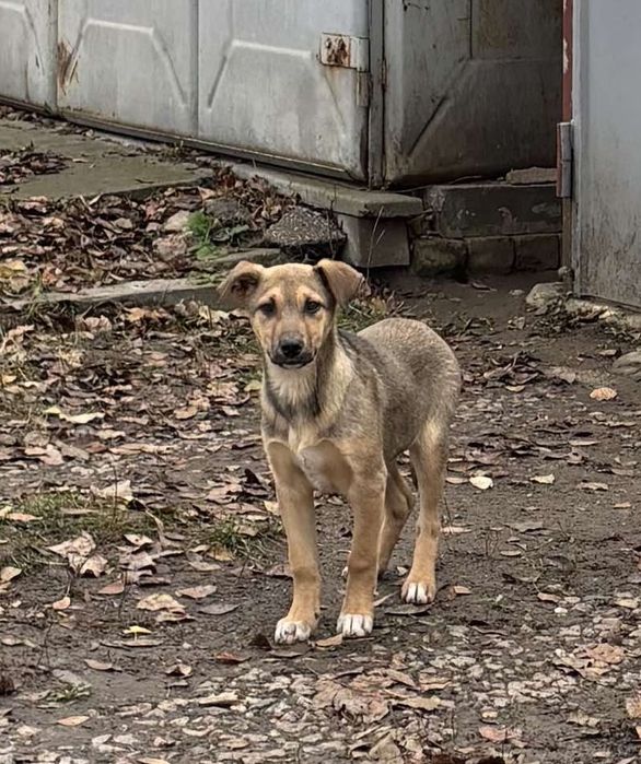 Віддам безкоштовно