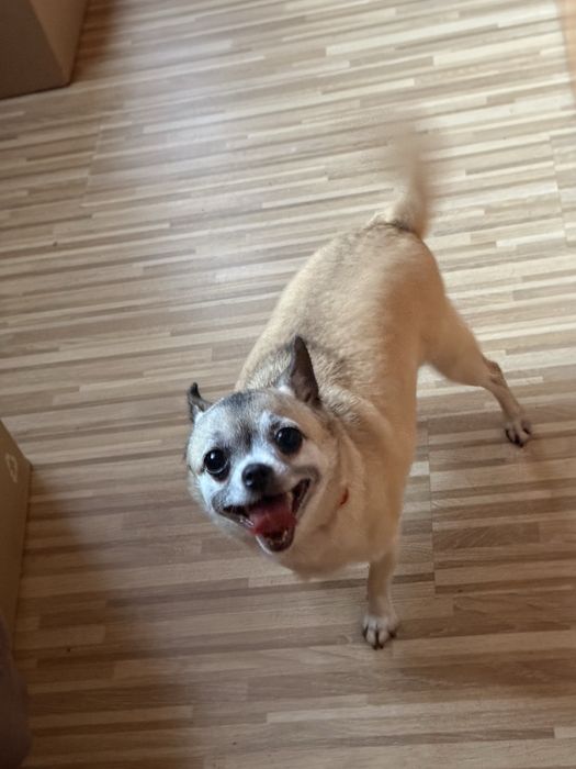 Chihuahua suczka