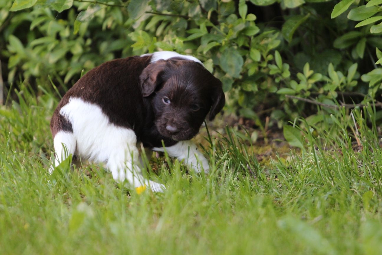 Piesek Munsterlander mały (nie border beagle spaniel)