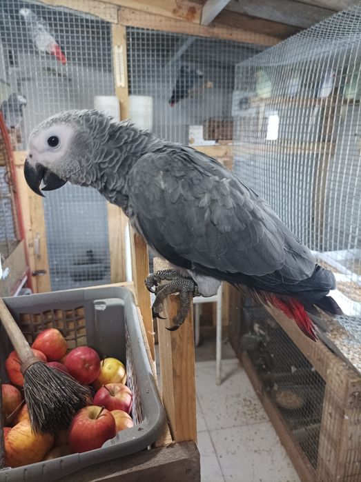 Papagaio cinzento criado a mão