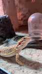 Agama brodata wraz z terrarium