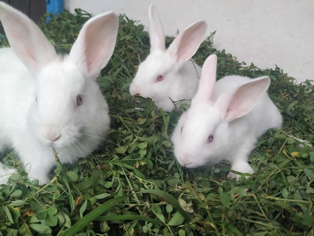 Кролики, крольчата Паннон