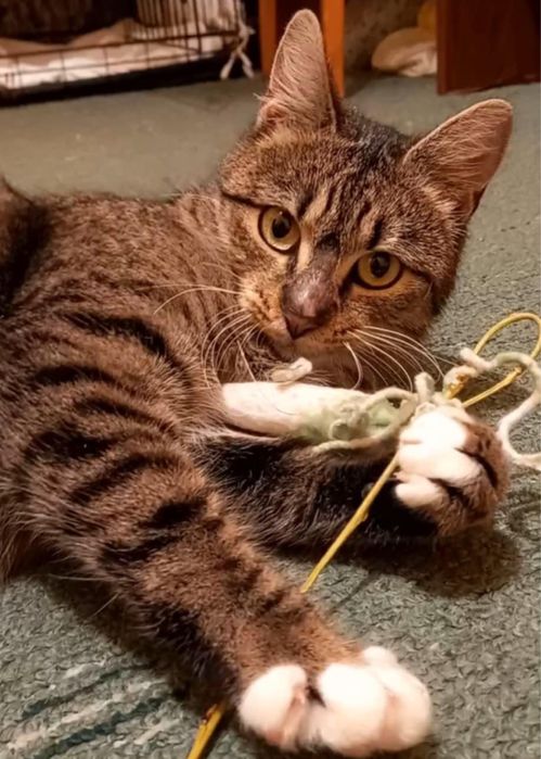 Дууууже ласкава Молоденька стерилізована киця