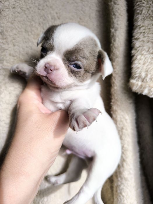 Chihuahua.Menino Branco e Lilás de Olhos azuis.  Perfeito!