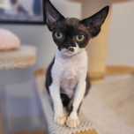 Devon rex piękna mini kotka
