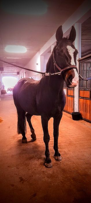 Do dzierżawy miły wałach koło Gdańska