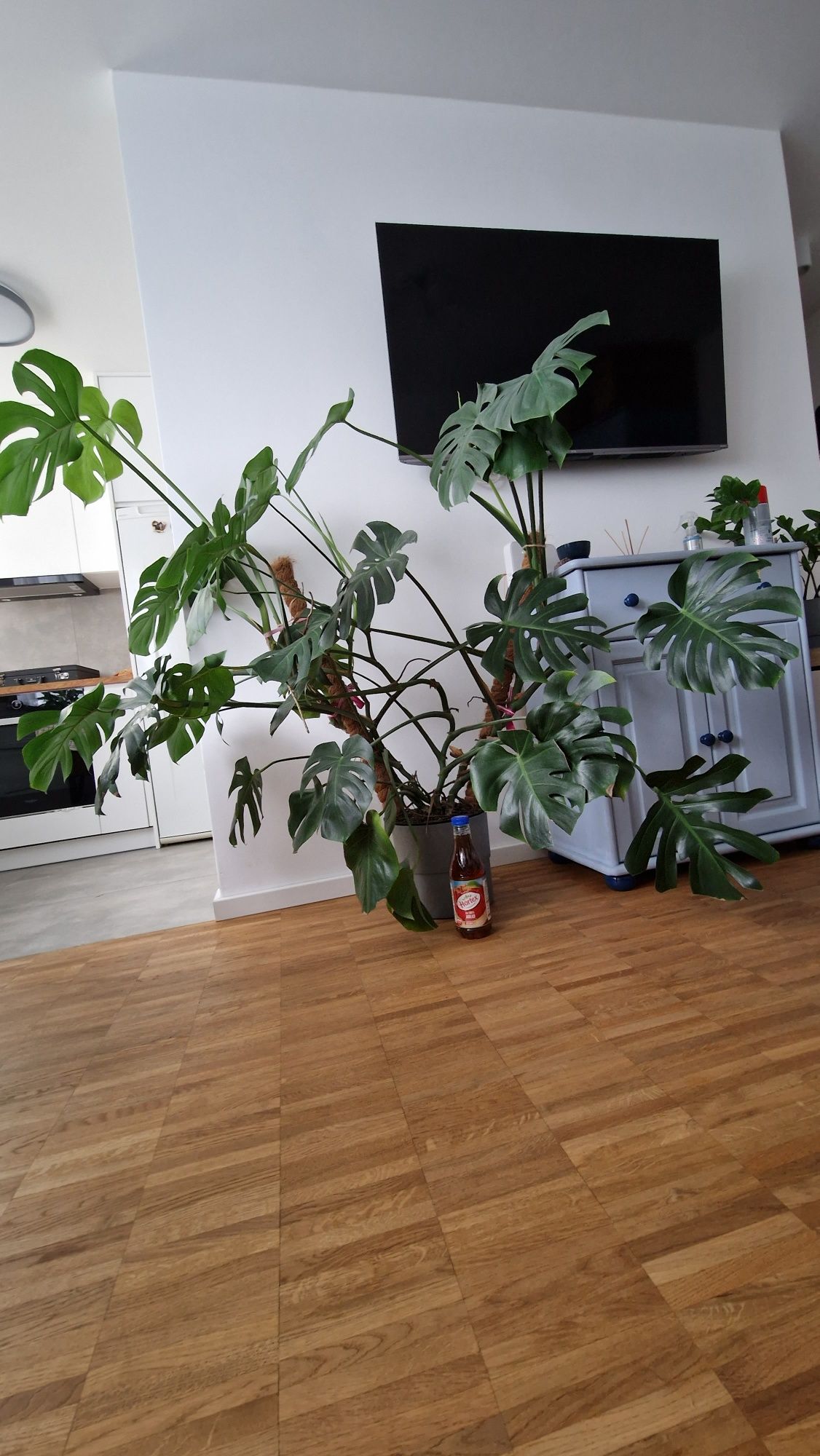 Monstera duża dziurawe liście