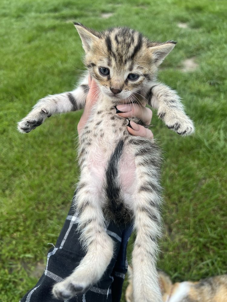 Віддаємо котиків