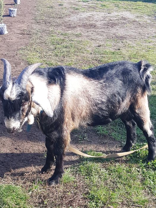 Козлик Англонубійський.