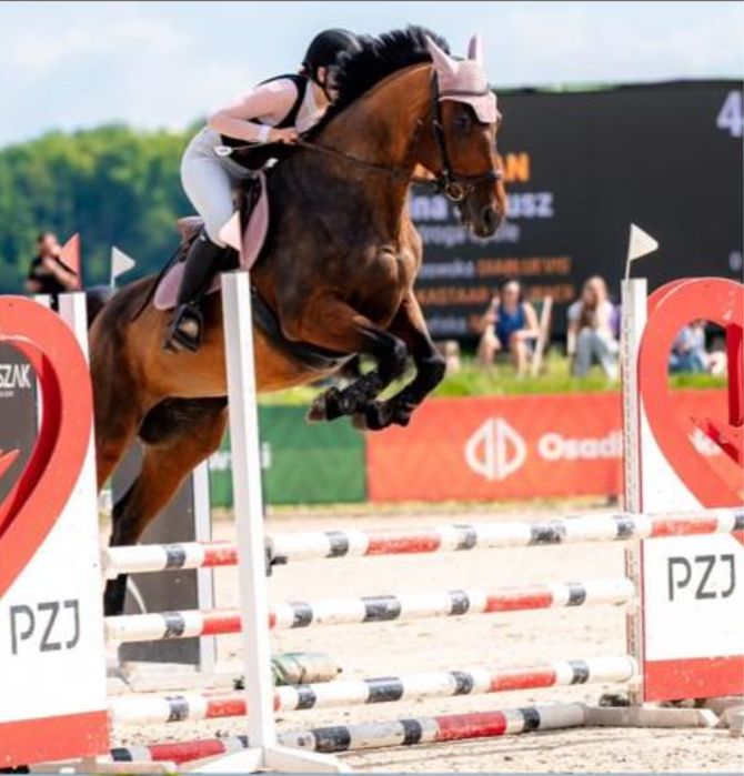 Sportowa klacz do wygrywania profesor dla dziecka