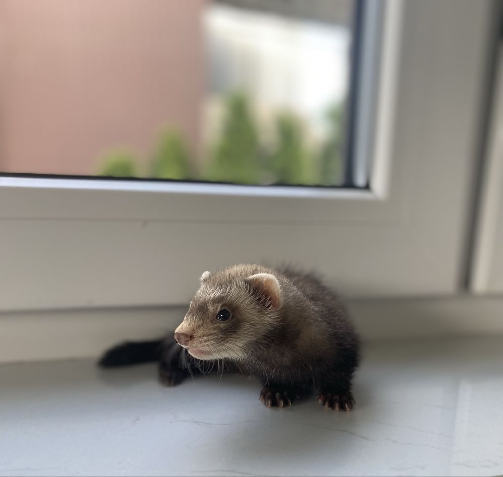 Samczyk fretka gotowy do odbioru